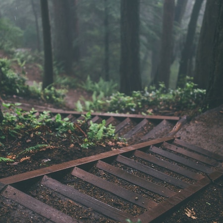 Rainy Forest Path