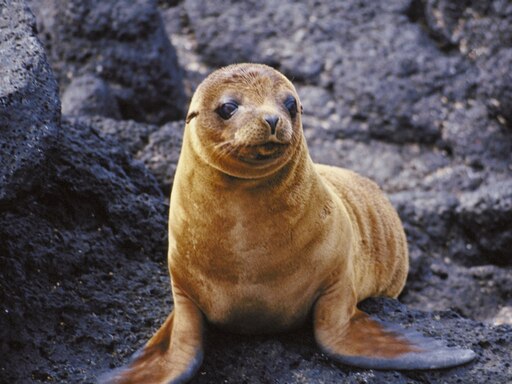 Как выглядит морской котик фото Как выглядит морской котик фото