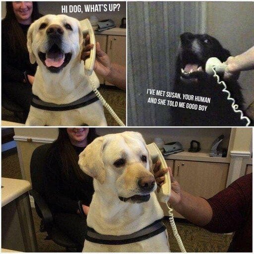 Мем собака держит собак Мем собака держит собак