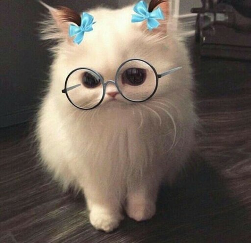 Милые котики в очках