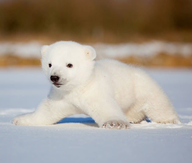 Steam Community :: :: Tiny polar bear